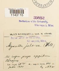 Myurella julacea image