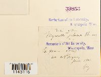 Myurella julacea image