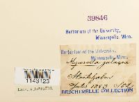 Myurella julacea image