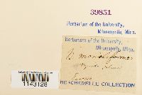 Myurella julacea image