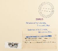 Myurella tenerrima image