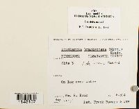 Lindbergia brachyptera image