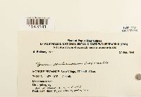 Myurium pseudorufescens image