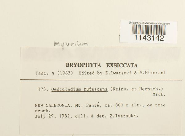 Myurium rufescens image