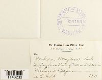 Neckera douglasii image