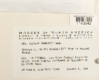 Neckera douglasii image