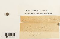 Neckera douglasii image