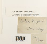 Neckera douglasii image