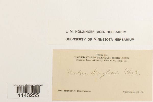 Neckera douglasii image