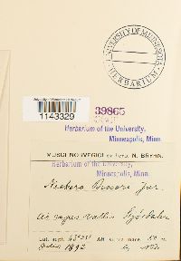 Neckera besseri image