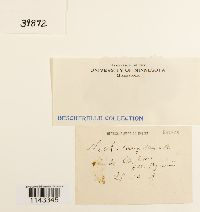 Neckera complanata image