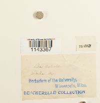 Neckera complanata image