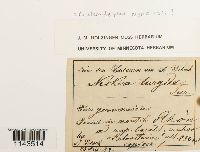 Thumbnail image of current specimen
