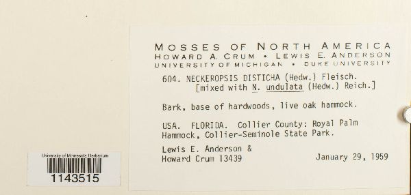 Neckeropsis disticha image