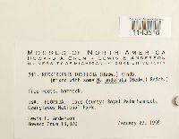 Neckeropsis disticha image