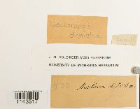 Neckeropsis disticha image