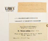 Neckeropsis undulata image