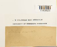 Neckeropsis undulata image