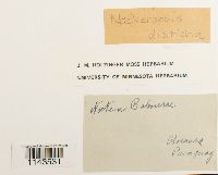 Neckeropsis disticha image