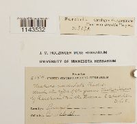 Neckeropsis undulata image