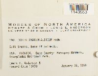 Octoblepharum albidum image