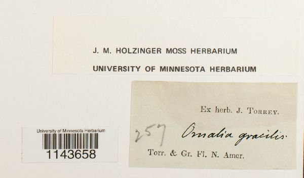 Homalia image