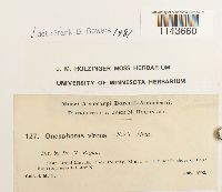 Oncophorus virens image