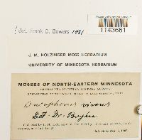 Oncophorus virens image