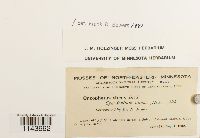 Oncophorus virens image