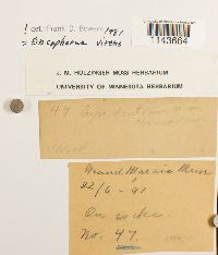 Oncophorus virens image