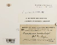 Oncophorus wahlenbergii image