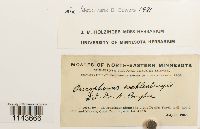 Oncophorus wahlenbergii image