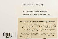 Oncophorus wahlenbergii image