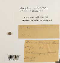 Oncophorus wahlenbergii image