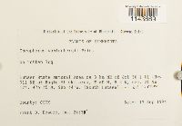 Oncophorus wahlenbergii image