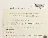 Oncophorus wahlenbergii image