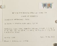 Oncophorus wahlenbergii image