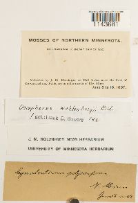 Oncophorus wahlenbergii image