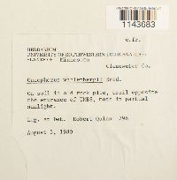 Oncophorus wahlenbergii image