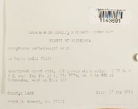 Oncophorus wahlenbergii image