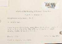 Oncophorus wahlenbergii image