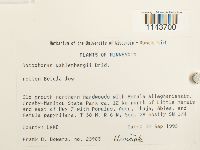 Oncophorus wahlenbergii image