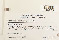 Oncophorus wahlenbergii image