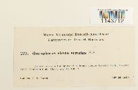 Media resource of Oncophorus virens