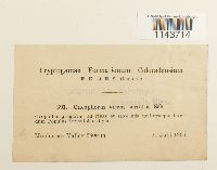 Oncophorus virens image