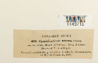 Oncophorus virens image