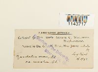 Oncophorus virens image