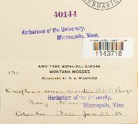 Oncophorus virens image