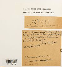 Oncophorus virens image