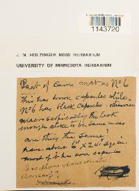 Oncophorus virens image